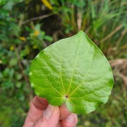 Kawakawa Blatt