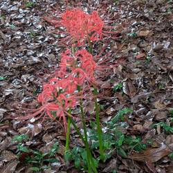 For Jane and Charles, spider lily