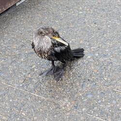 Bird on bridge in gardens