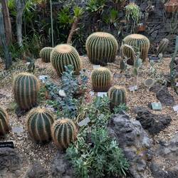 Spiky cushions