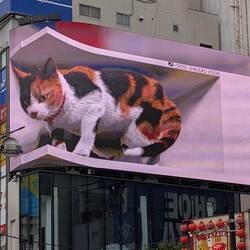 Shinjuku cat