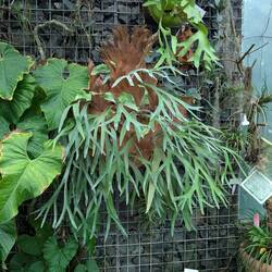 Crazy air plant in the greenhouse