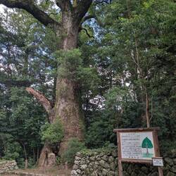 Third largest tree in the region in a 2009 survey I'll have you know. 1000+ years old. Like Jim.