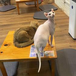 Another friend from the cat cafe