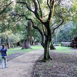 Walk through the “Bosque de Chapultepec”, the largest urban park in Latin America.