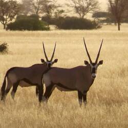 Zum abendlichen Gamedrive: Oryxherden