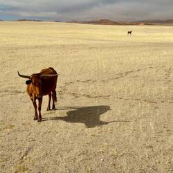 Fahrt durch die Weiten der Steinnamib