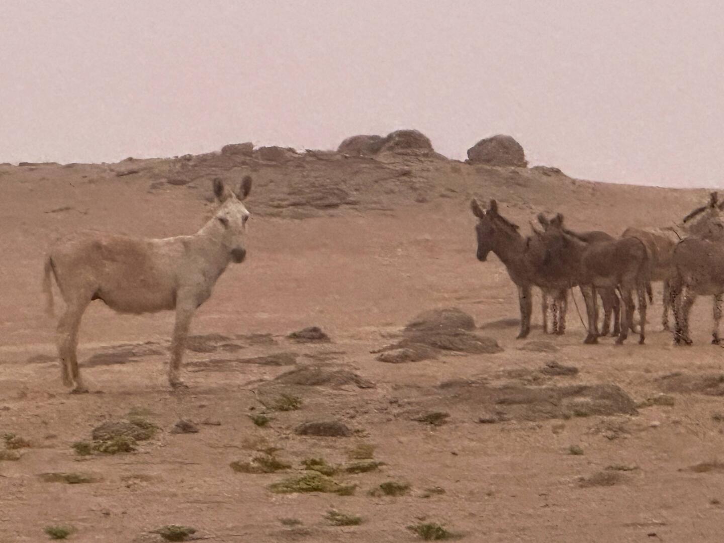 In der Nacht am Zelt - auf der anderen Seite des Zaunes