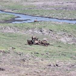 Vulture buffet