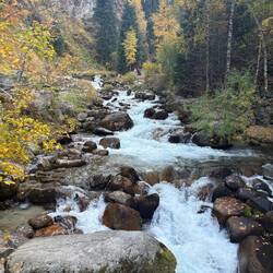 A nice cool walk in the woods