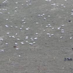 Steep country and hard to snap shots from the distance.