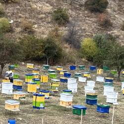 Bee products add to the healthy lifestyle