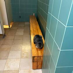 Katze in der Dusche🐈🚿