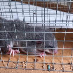 2 gliss caught, not sure how many more there are in attic! Quite sweet!