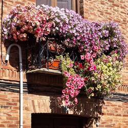 ... y balcones con flores.
