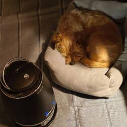 Das Rudel ist zu Hause. Ich kann schlafen