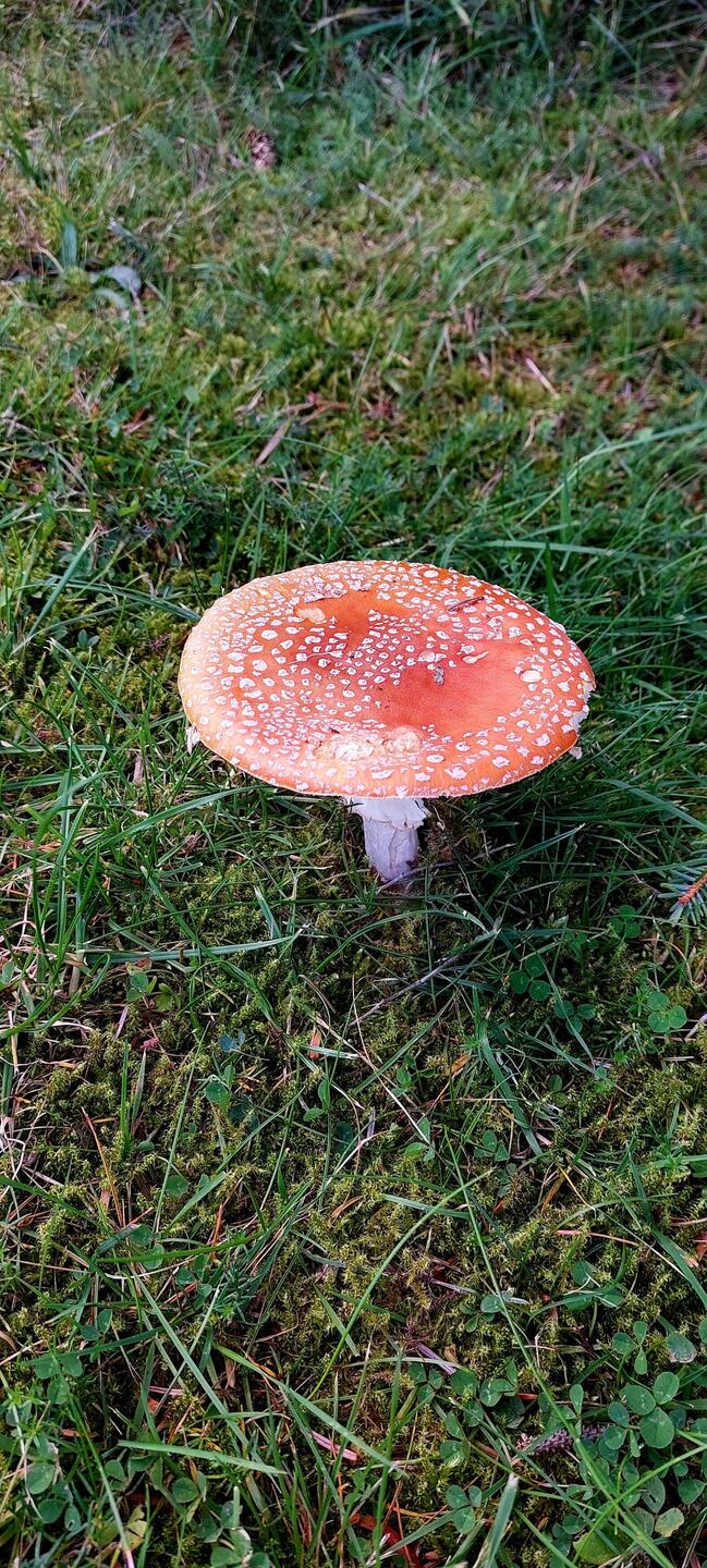 Das "Kügelchen" von letzter Woche hat den Schirm aufgemacht 🤩