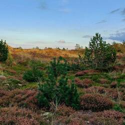 Suchbild
