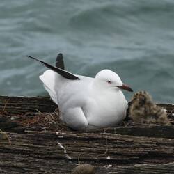 Brad found a seagull with baby chick