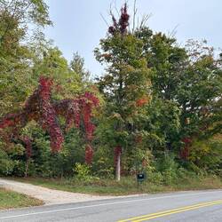 Ornamental grape vine helps the coming fall colouration