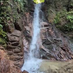 Medaki Wasserfall (weiblich)