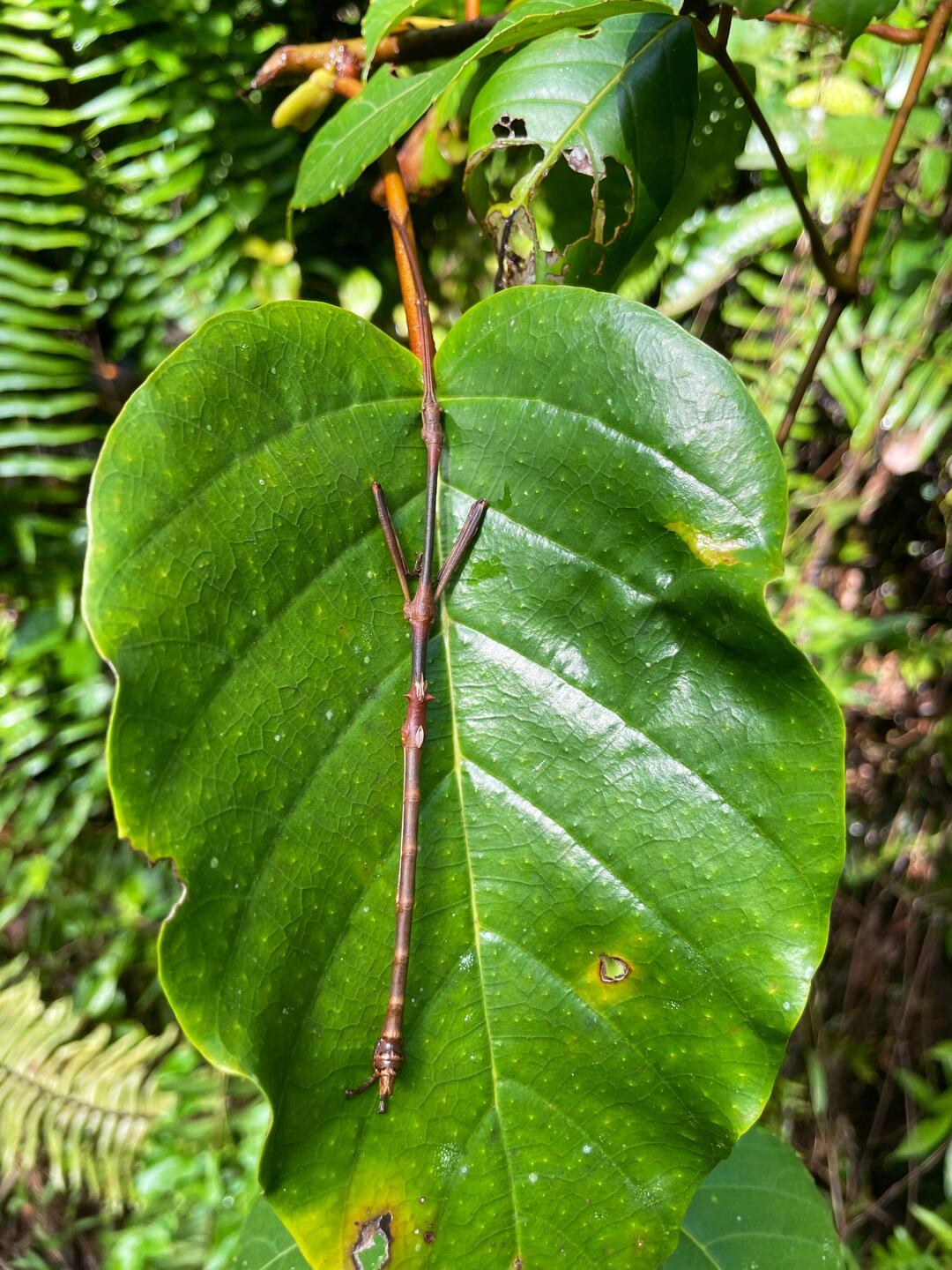 Stick insect (Stabheuschrecke)