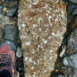 Überall Muscheln im Flussbett