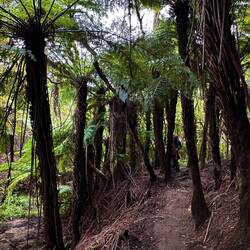 Wandern zu den Putangirua Pinnacles