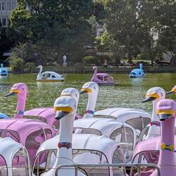 Swanboats