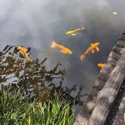 The emperor's carp