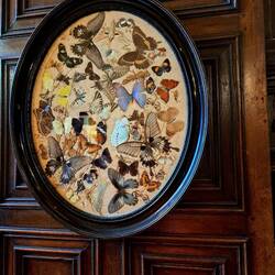 Ein Bild aus echten Schmetterlingen