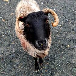 Ein Connemara Schaf mit schwarzem Köpfchen und sehr zutraulich