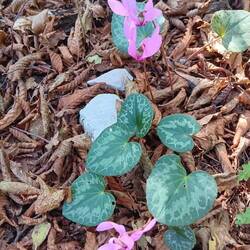 European cyclamen