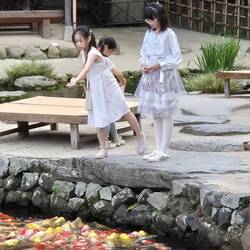 Futter für die Koi -Karpfen