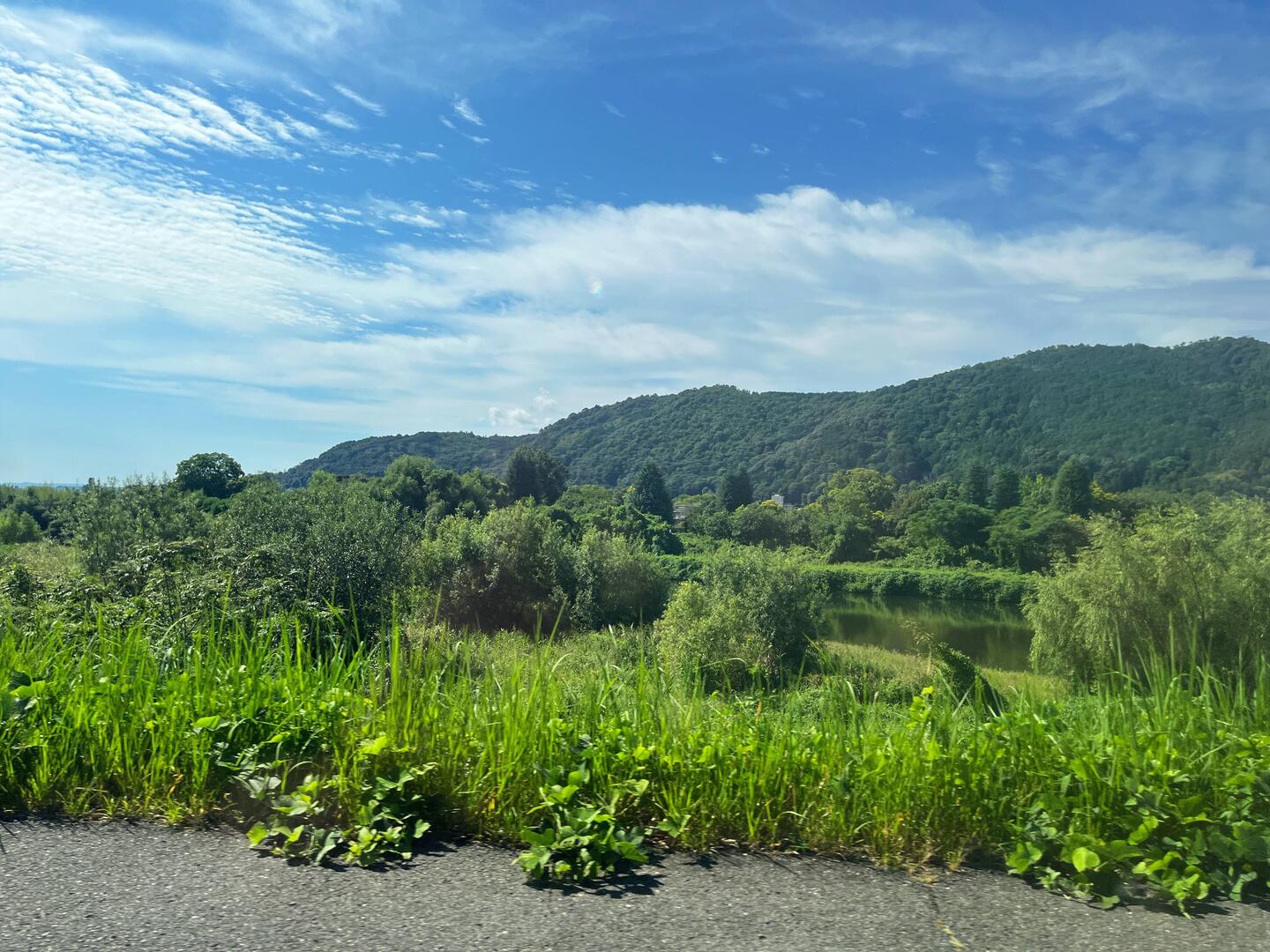 From the taxi near the Bamboo Forest