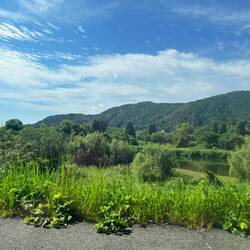From the taxi near the Bamboo Forest