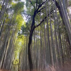 The Bamboo Grove