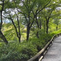 Entering the Tenryu-ji Temple just near the Bamboo Forest