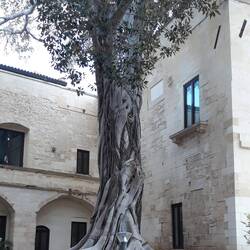 Ancient fig tree. Lovely trunk.