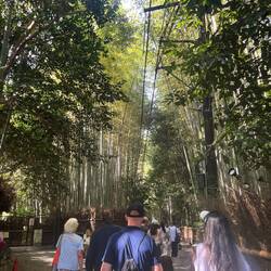 Bamboo Grove