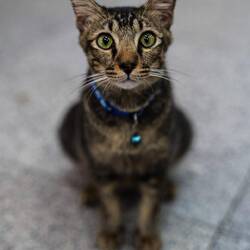 Katze im Souvenirshop