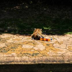 Bei der Hitze erstmal ne Fanta anbohren