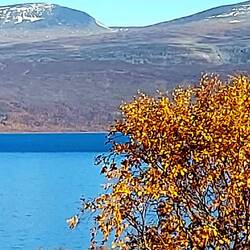 Große Flächen des Abisko NP sind Baumlos