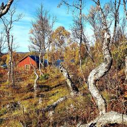 Meereswald- das bedeutet der Name Abisko in der Sprache der Samen