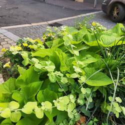 Kumara plants used everwhere for filler in containers. Am going to try it