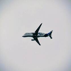 Beluga in the Air