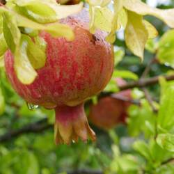 Pomegranates are used in multiple dishes (and wine)