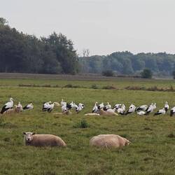 Störche ohne Ende