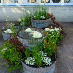 Auch ein Wassergarten