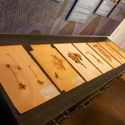 Kleines Museum mit Herbarium